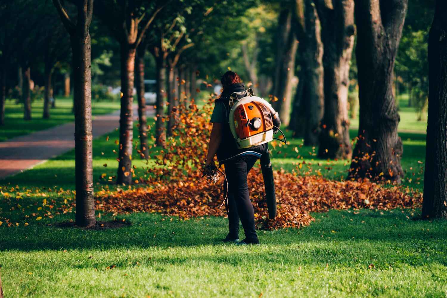 Trusted Ottawa, IL Tree Service Experts